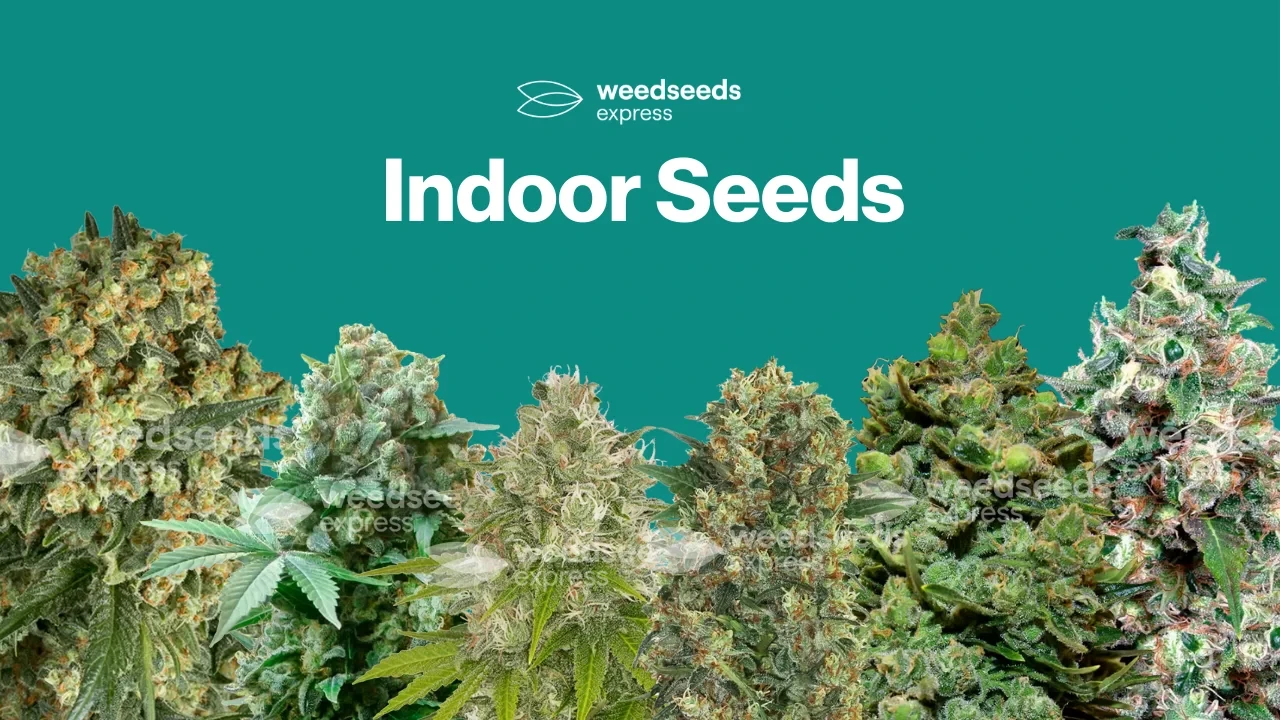 Weed Seeds For Indoor Growing